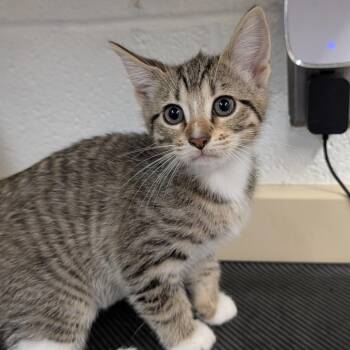 Silky -  Domestic Short Hair Cat for Adoption in Ardmore, Oklahoma - Silky | PetCurious