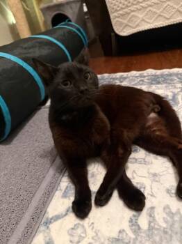 Tabby Cats Available for Adoption in San Antonio, Texas - Blackson | PetCurious