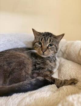 MICHAEL 2 -  Domestic Short Hair Cat for Adoption - MICHAEL 2 | PetCurious