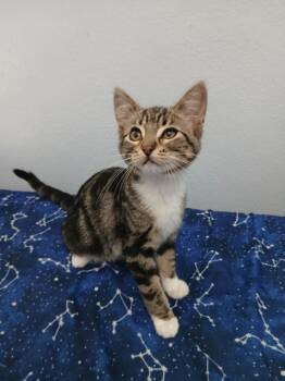 Suki -  Domestic Short Hair Cat for Adoption in St. Cloud, Minnesota - Suki | PetCurious