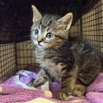Fairdale -  Domestic Short Hair Cat for Adoption in San Antonio, Texas - Fairdale | PetCurious