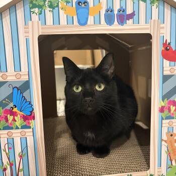 Bombay and Domestic Short Hair Cats Available for Adoption in Rossville, Georgia - Mitcy (bonded With Ghost)  | PetCurious