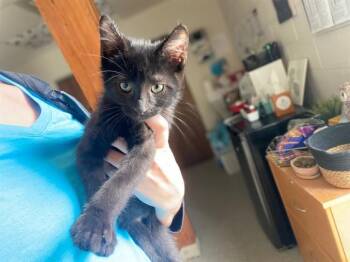 COSMO -  Domestic Short Hair Cat Available for Adoption in Fort Wayne, Indiana - COSMO | PetCurious