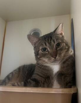 TUBBY -  Domestic Short Hair Cat for Adoption in Thousand Palms, California - TUBBY | PetCurious