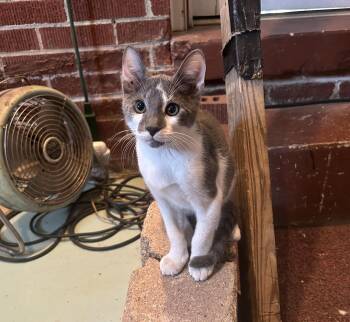Logan -  Domestic Short Hair Cat for Adoption in Dyersburg, Tennessee - Logan | PetCurious