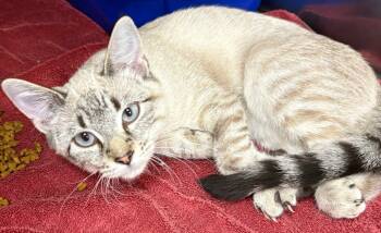 Rescue Domestic Short Hair Cats for Adoption in Little Rock, Arkansas - Sissy | PetCurious