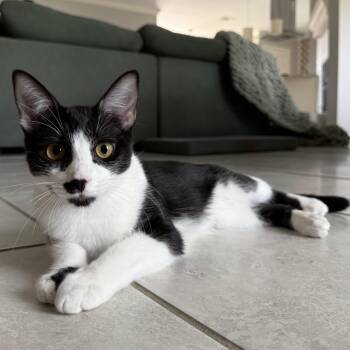 Anton -  Domestic Short Hair and Tuxedo Cat for Adoption in Liverpool, Texas - Anton | PetCurious