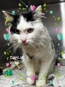 DAHLIA -  Domestic Long Hair Cat for Adoption in Marietta, Georgia - DAHLIA | PetCurious