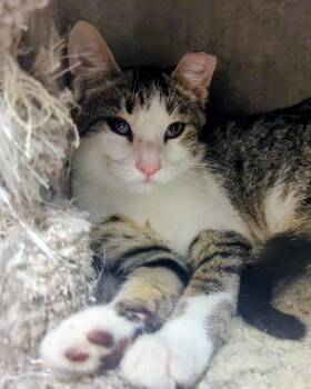 Malone -  Domestic Short Hair Cat for Adoption in Springfield, Illinois - Malone | PetCurious