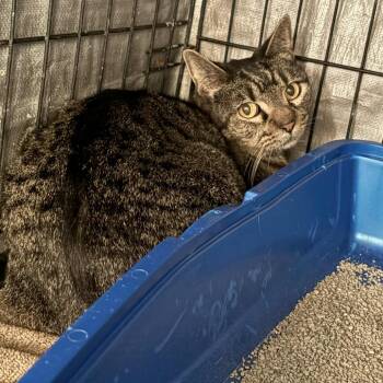 Rescue Domestic Short Hair Cats for Adoption in Stephenville, Texas - Minty | PetCurious
