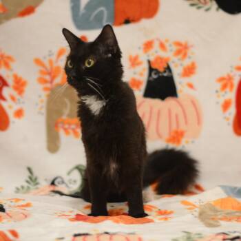 Pretzel -  Domestic Medium Hair Cat for Adoption in Manchester, Maryland - Pretzel | PetCurious