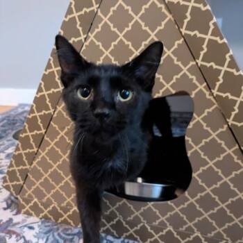 Savvy -  Domestic Short Hair Cat for Adoption in Georgetown, Kentucky - Savvy | PetCurious