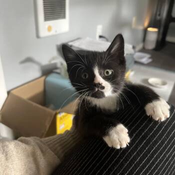 Gene -  Domestic Short Hair Cat for Adoption in Beaverton, Oregon - Gene | PetCurious