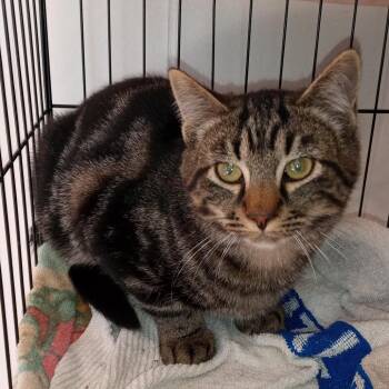 Rescue Domestic Short Hair Cats for Adoption in Coos Bay, Oregon - Clark | PetCurious