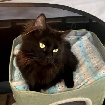 Domestic Long Hair Cats Available for Adoption in Las Vegas, Nevada - Harlow | PetCurious
