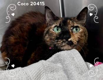 COCO -  Domestic Short Hair Cat for Adoption in Marietta, Georgia - COCO | PetCurious