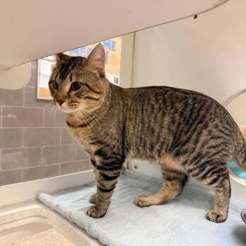 Debo -  Domestic Short Hair Cat for Adoption in Cheyenne, Wyoming - Debo | PetCurious