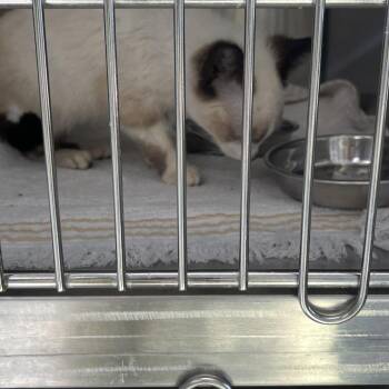 Siamese Cats Available for Adoption - Reposado | PetCurious