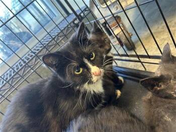 Domestic Short Hair Cats Available for Adoption - A796087 | PetCurious