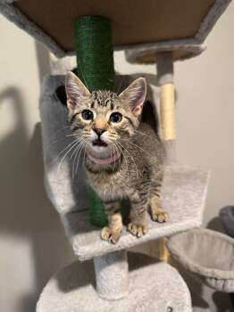 Rescue Domestic Short Hair Cats for Adoption in Springfield, Missouri - Louise | PetCurious