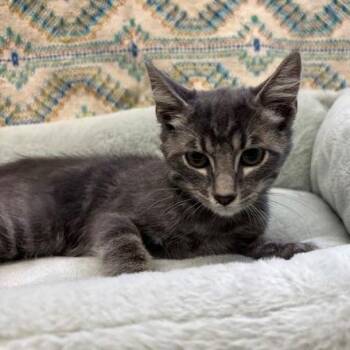 Dawn -  Domestic Short Hair Cat for Adoption in Hawthorne, California - Dawn | PetCurious