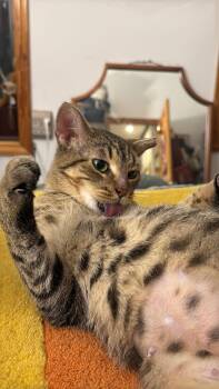 Domestic Short Hair Cats Available for Adoption - Bop It | PetCurious