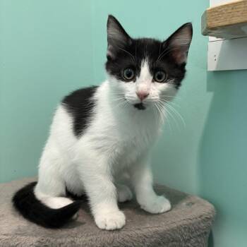 Cherokee -  Domestic Short Hair Cat for Adoption in Falls Church, Virginia - Cherokee | PetCurious