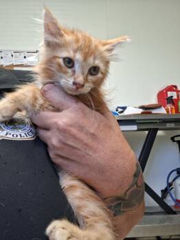 Rescue Domestic Short Hair Cats for Adoption in Tulare, California - Lorenzo | PetCurious