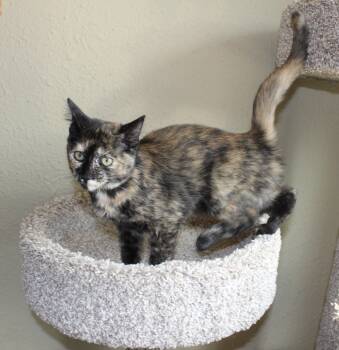 Rescue Domestic Short Hair Cats for Adoption in Huron, South Dakota - Chai | PetCurious