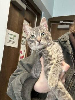 Domestic Short Hair Cats Available for Adoption - Simba | PetCurious