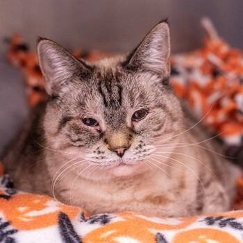 Rescue Domestic Short Hair Cats for Adoption in Brockton, Massachusetts - Bailey | PetCurious