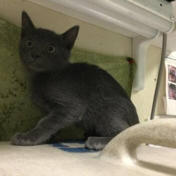 ONYX -  Domestic Short Hair Cat for Adoption in Riverside, California - ONYX | PetCurious