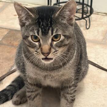 Domestic Short Hair Cats Available for Adoption in Newark, New Jersey - Yankee | PetCurious