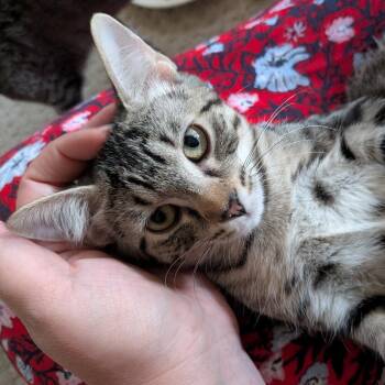 Gemmy Changa -  Domestic Short Hair Cat for Adoption in St. Louis, Missouri - Gemmy Changa | PetCurious