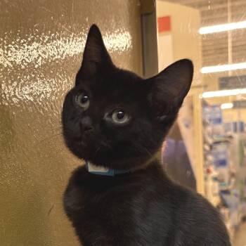 Tartar -  Domestic Short Hair Cat for Adoption in Newberg, Oregon - Tartar | PetCurious