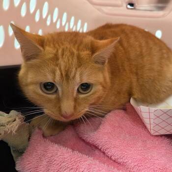 Domestic Short Hair Cats Available for Adoption - Creamsicle | PetCurious