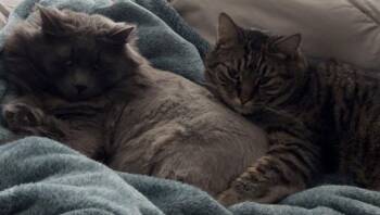 Domestic Short Hair Cats Available for Adoption in Battle Ground, Washington - MS- Mr. Gray | PetCurious