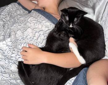 2026-39 Patent Leather -  Domestic Short Hair Cat for Adoption in Windsor, Connecticut - 2026-39 Patent Leather | PetCurious