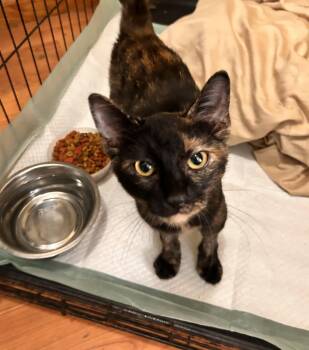 Jelli Roll -  Tortoiseshell Cat for Adoption in Greenfield, Tennessee - Jelli Roll | PetCurious