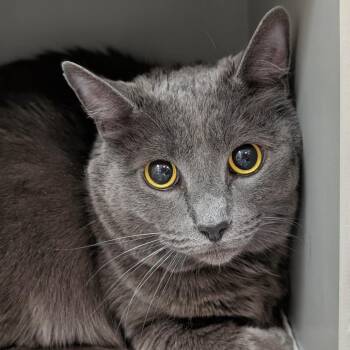 Domestic Short Hair Cats Available for Adoption in Reno, Nevada - Smokey | PetCurious