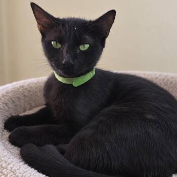 Chelsea -  Domestic Short Hair Cat for Adoption in Hemet, California - Chelsea | PetCurious