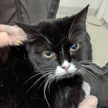 Rihana -  Domestic Short Hair Cat for Adoption in Kanab, Utah - Rihana | PetCurious