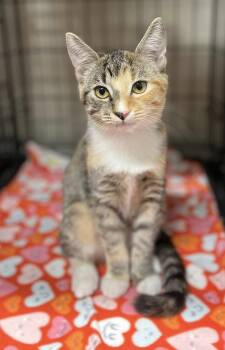 Torbie and Domestic Short Hair Cats Available for Adoption in Walnut Creek, California - Tina | PetCurious