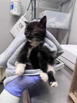 NETIZEN -  Domestic Short Hair Cat for Adoption in Kent, Washington - NETIZEN | PetCurious