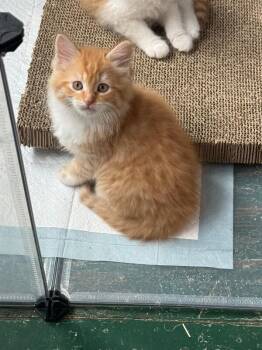 Peach -  Domestic Medium Hair Cat for Adoption - Peach | PetCurious