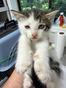 Potato Leek -  Domestic Short Hair Cat for Adoption in Pomona, New York - Potato Leek | PetCurious