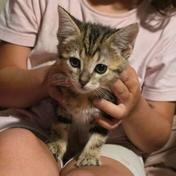 Leia -  Domestic Short Hair Cat Available for Adoption in Caldwell, Texas - Leia | PetCurious
