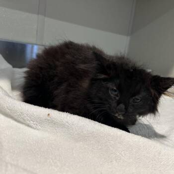 IVHS-Stray-139640 -  Domestic Long Hair Cat for Adoption in San Gabriel, California - IVHS-Stray-139640 | PetCurious