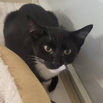 Vladamilk -  Domestic Short Hair Cat for Adoption in Wheeling, Illinois - Vladamilk | PetCurious