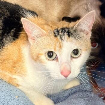 Domestic Short Hair Cats Available for Adoption - Mirthra Twilight | PetCurious